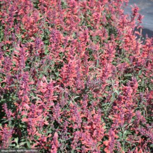 Hyssop (Agastache) – Kudos™ Coral – #1 Container