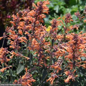 Hyssop (Agastache) – Kudos™ Mandarin – #1 Container
