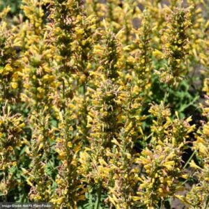 Hyssop (Agastache) – Kudos™ Yellow – #1 Container