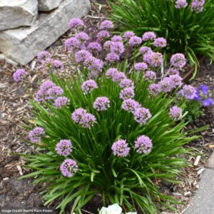 Allium (Ornamental Onion) – Summer Beauty – #1 Container