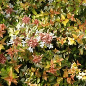 Abelia – Kaleidoscope – #3 Container
