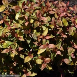 Abelia – Poco Loco – #3 Container