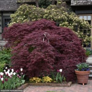 Japanese Maple – Tamukeyama Laceleaf – #3 Container