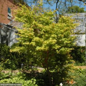 Japanese Maple – Coral Bark – #1 Container