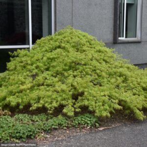 Japanese Maple – Waterfall – #3 Container