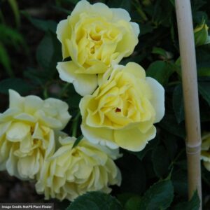 Yellow Submarine Rose