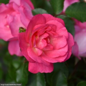 Rose (Shrub) – Easy Elegance Sunrise Sunset – #2 Container