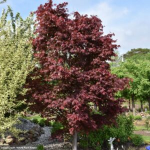 Japanese Maple – Samurai Sword – #3 Container
