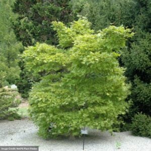 Japanese Maple – Autumn Moon – #3 Container