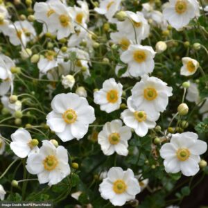 Anemone – Honorine Jobert – #1 Container