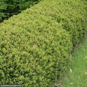 Boxwood – Green Gem – #2 Container