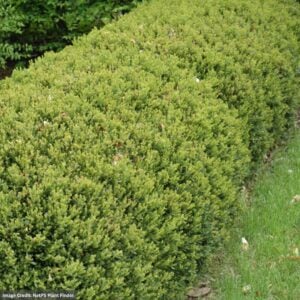 Boxwood – Green Gem – #2 Container