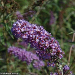 Butterfly Bush – Nanho Blue – #3 Container