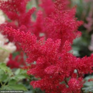 Japanese False Spirea (Astilbe) – Montgomery – #2 Container
