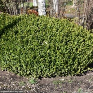 Boxwood – Winter Gem – #3 Container