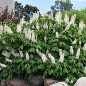Buckeye – Bottlebrush – #3 Container