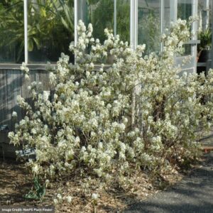 Juneberry – Regent – #3 Container