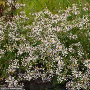 White Wood Aster (Eurybia Divaricata) – #1 Container