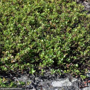 Bearberry (Arctostaphylos) – #1 Container