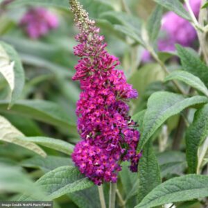 Butterfly Bush – Miss Ruby – #3 Container