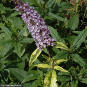 Butterfly Bush – Summer Skies – #3 Container