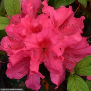 Azalea – Encore® Autumn Sangria® – #3 Container