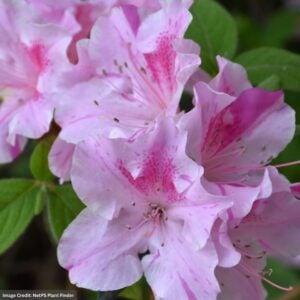 Azalea – Encore® Autumn Twist® – #3 Container