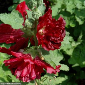 Hollyhock (Alcea) – Spring Celebrities™ Crimson – #1 Container
