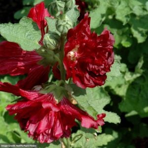Hollyhock (Alcea) – Spring Celebrities™ Crimson – #1 Container