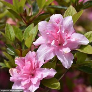 Azalea – Encore® Autumn Carnation® – #3 Container