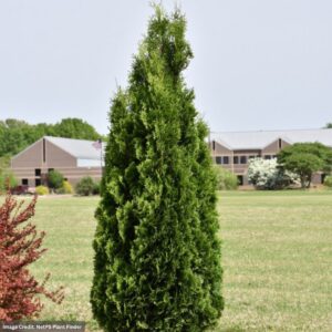 Arborvitae – North Pole® – #3 Container