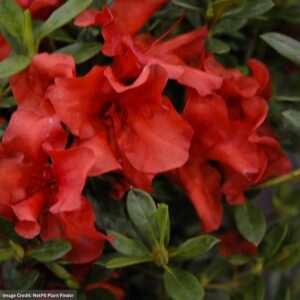 Azalea – Encore® Autumn Bravo® – #3 Container