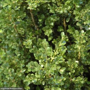 Boxwood – Cranberry Creek – #2 Container