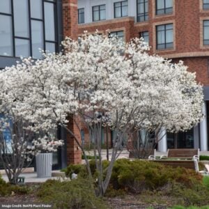 Serviceberry – Autumn Brilliance – #3 Container