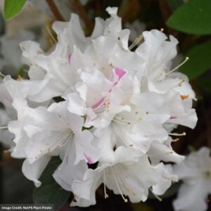 Azalea – Encore® Autumn Lily® – #3 Container