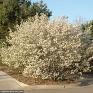 Serviceberry – Canadian (Shadblow) – #3 Container