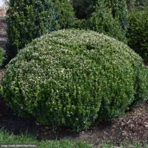 Boxwood – Sprinter® – #3 Container