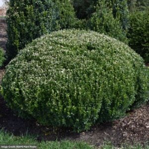 Boxwood – Sprinter® – #3 Container