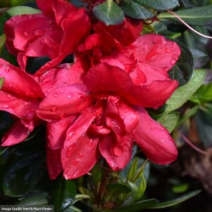 Azalea – Encore® Autumn Bonfire® – #3 Container