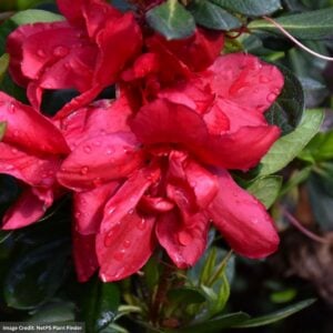 Azalea – Encore® Autumn Bonfire® – #3 Container