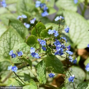 Bugloss (Brunnera Macrophylla) – Jack Of Diamonds – #1 Container