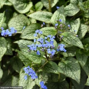 Bugloss (Brunnera Macrophylla) – Queen Of Hearts – #1 Container