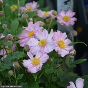 Anemone – Fantasy™ Pocahontas – #1 Container