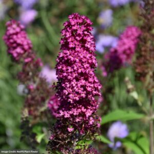 Butterfly Bush – Funky Fuchsia™ – #3 Container