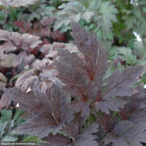 Bugbane (Actaea) – Brunette – #1 Container