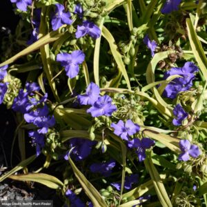 Spiderwort (Tradescantia) Lucky Charm™ flowers