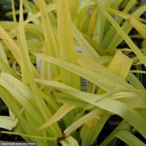 Spiderwort (Tradescantia) Sunshine Charm foliage