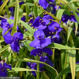 Spiderwort (Tradescantia) Blue And Gold flowers