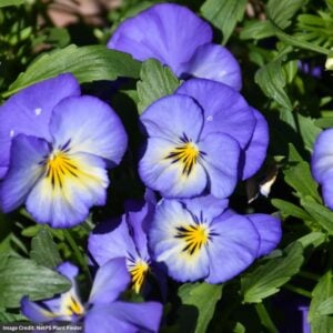 Pansy (Viola) Halo Sky Blue flowers