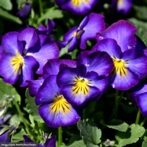 Pansy (Viola) Halo Violet flowers